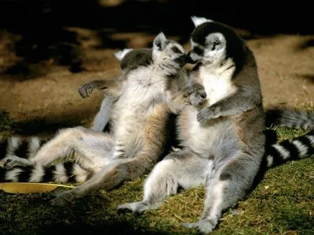 Reproducción del lémur | LEMURPEDIA