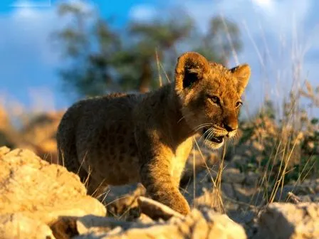 Reproducción del león | LEONPEDIA