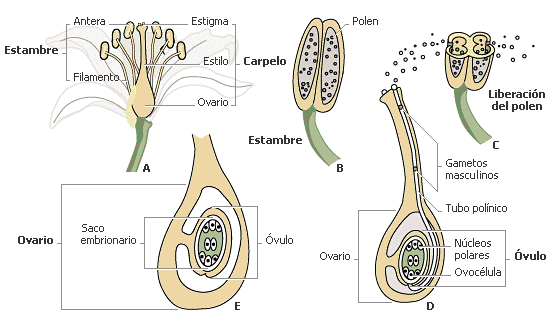 La reproducción de las plantas por semillas | Blogodisea La reproducción de las plantas por semillas | Blogodisea
