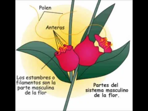 Reproducción de las Plantas - YouTube