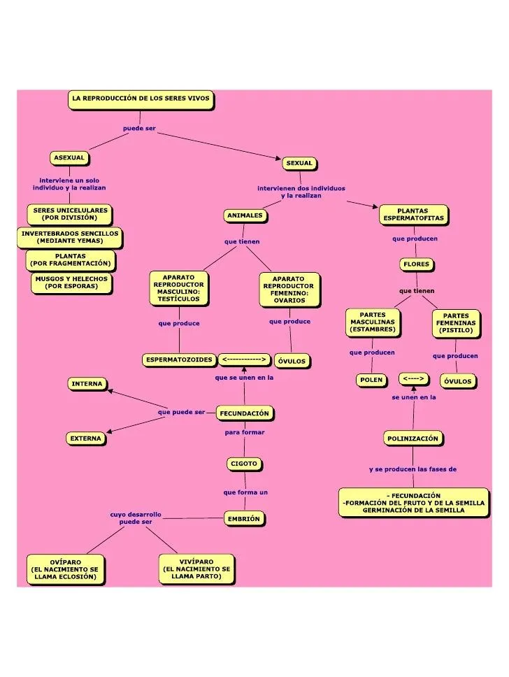 La ReproduccióN De Los Seres Vivos La ReproduccióN De Los Seres Vivos