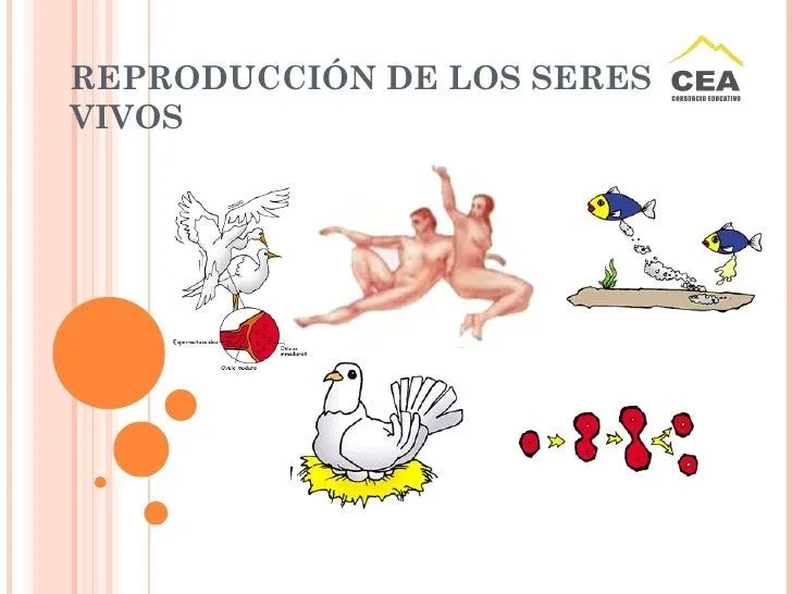 Reproducción de los seres vivos-4°A CSJ Reproducción de los seres vivos-4°A CSJ