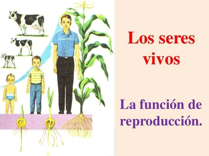 Reproduccion en los seres vivos - Imagui