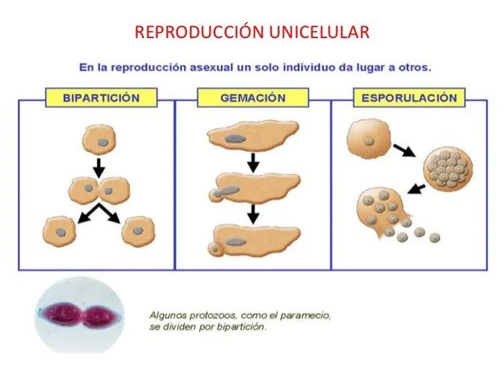 Reproduccion en los seres vivos - Imagui