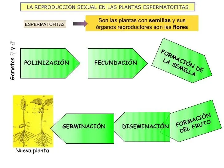 La reproducción sexual en plantas espermatofitas 2009 10
