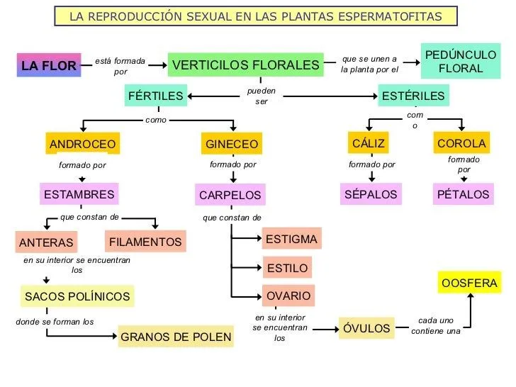 La reproducción sexual en plantas espermatofitas 2009 10