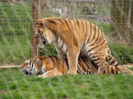 Reproducción de los tigres | TIGREPEDIA