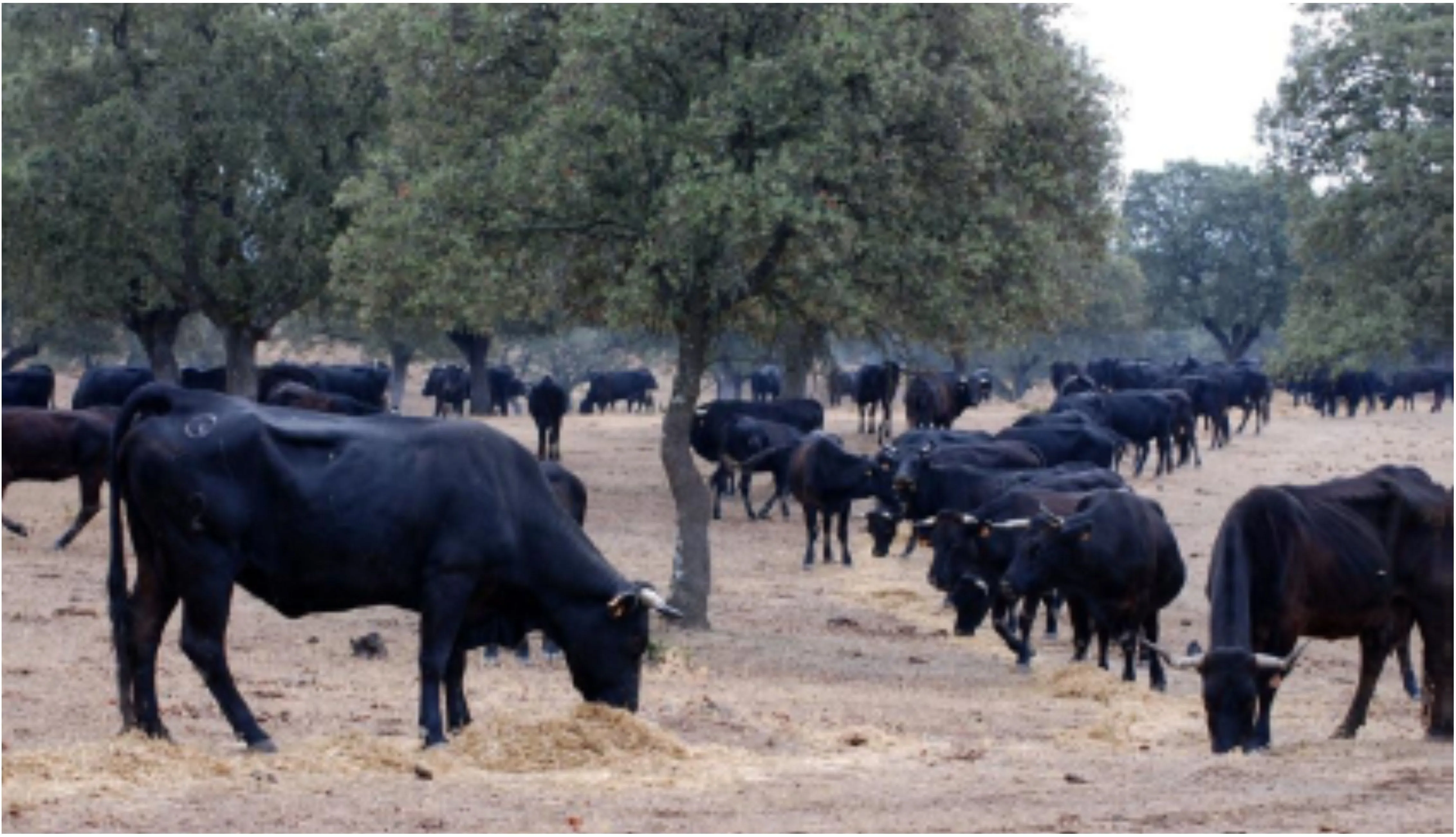 La reproducción y el toro de lidia | Symposium del Toro de Lidia