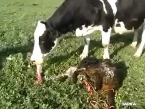 A reprodución animal. Vivíparos 3. Mamíferos. A vaca - YouTube
