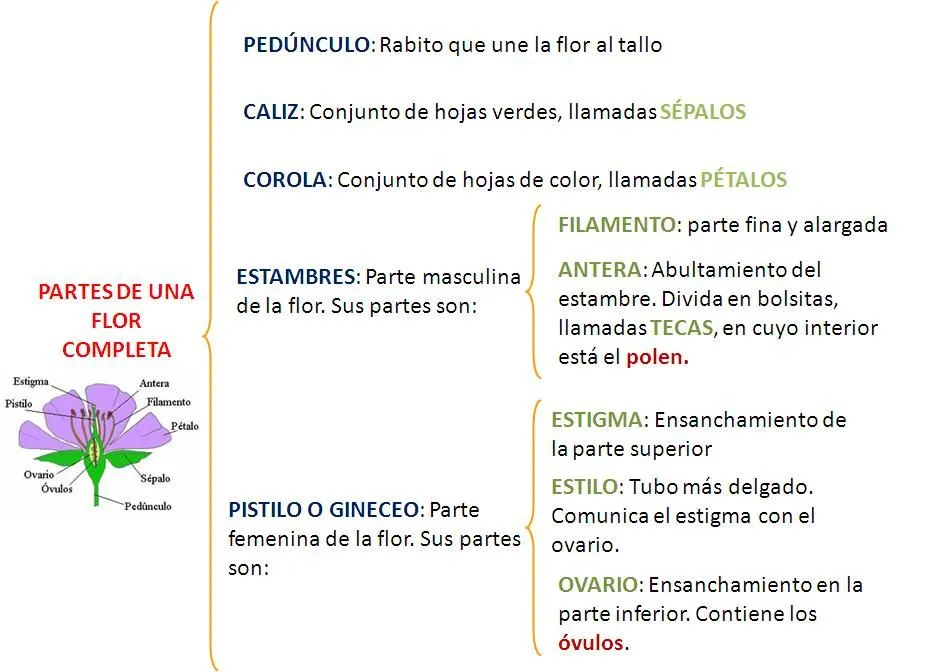 ... reproductores de las plantas recuerda las partes de una flor completa ... reproductores de las plantas recuerda las partes de una flor completa