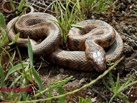 Reptiles
