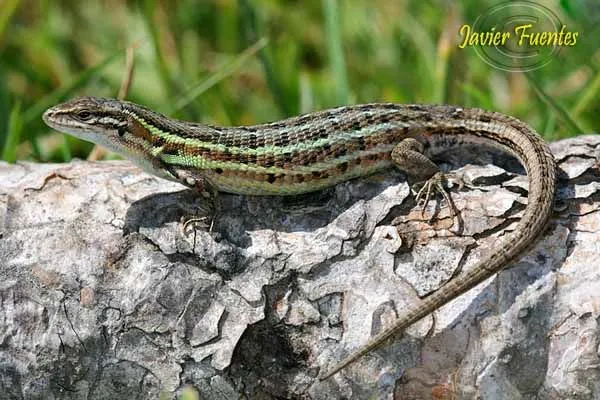 Reptiles