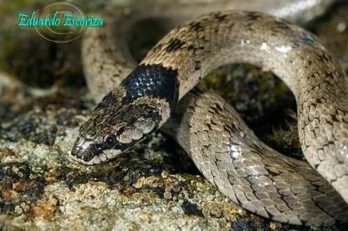 Reptiles Reptiles