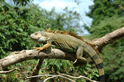Reptiles | naturactiva