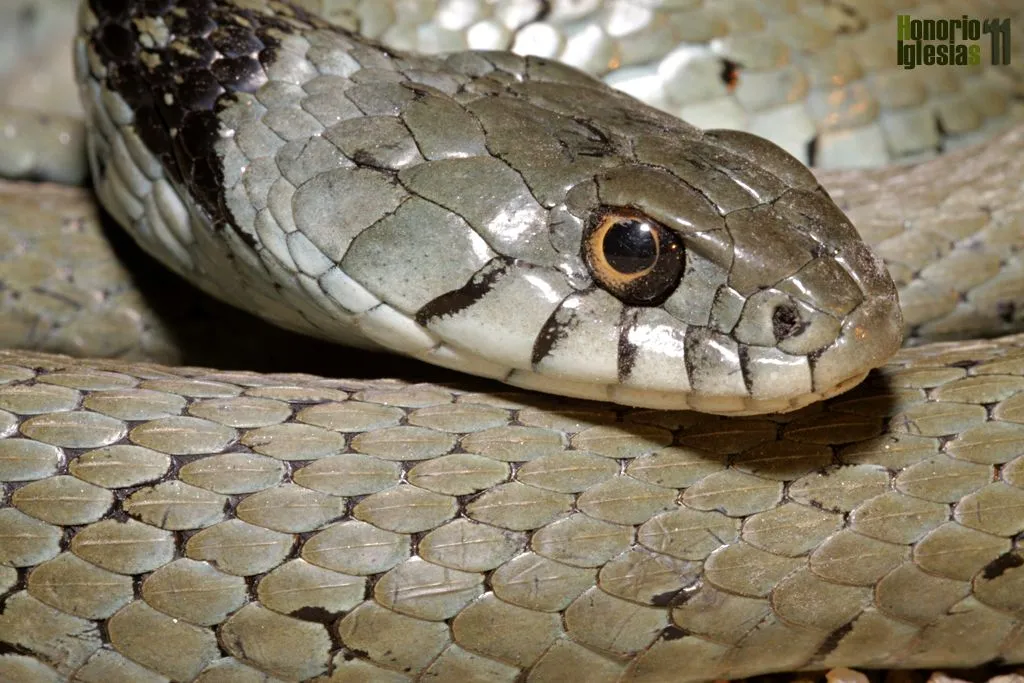 Los reptiles de Valsaín