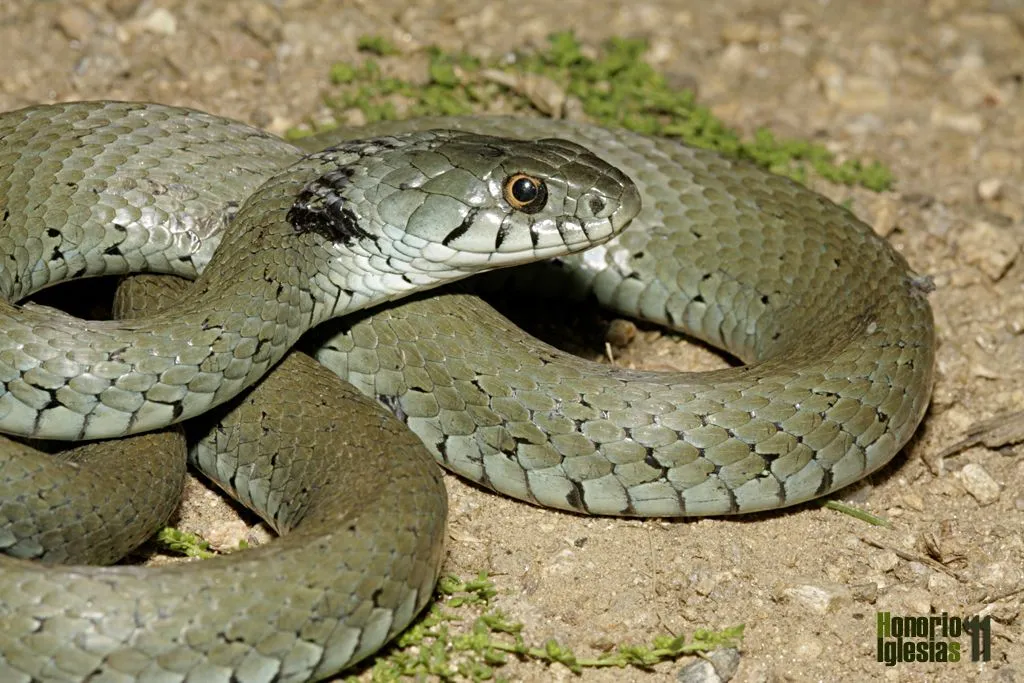 Reptiles de Valsaín - Culebra de collar (Natrix natrix)