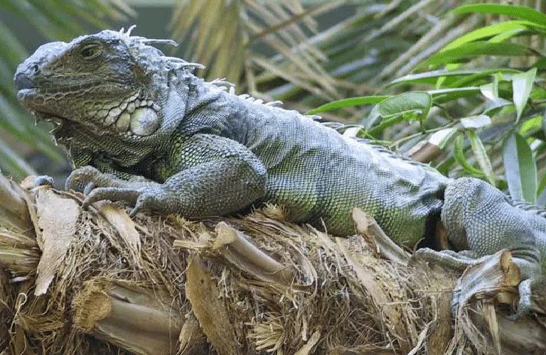 REPTILES DEL ZOOLOGICO METROPOLITANO EL PICACHO | ZOOLOGICO ... REPTILES DEL ZOOLOGICO METROPOLITANO EL PICACHO | ZOOLOGICO ...