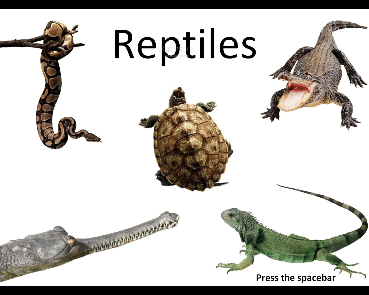 Reptiles1.png