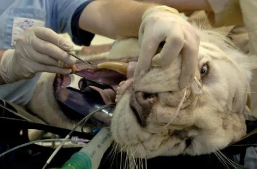  ... .it » Galleria Fotografiche La tigre del Bengala dal dentista