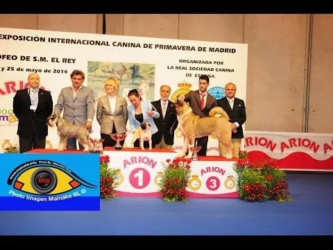 Rescatados 16 cachorros de perro (Ayuntamiento de Madrid) - WorldNews