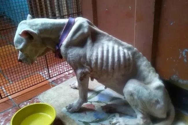 Rescatan tres perros maltratados durante dos meses en Piedecuesta ... Rescatan tres perros maltratados durante dos meses en Piedecuesta ...