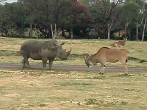 Rescatando un antílope de una piscina (Kruger) | Animales en Video Rescatando un antílope de una piscina (Kruger) | Animales en Video