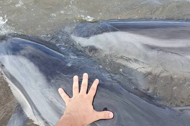 rescate-10-delfines-mexico.jpg