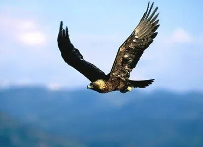 Al rescate del Águila Real, un Símbolo Nacional | Bioética Cotidiana Al rescate del Águila Real, un Símbolo Nacional | Bioética Cotidiana