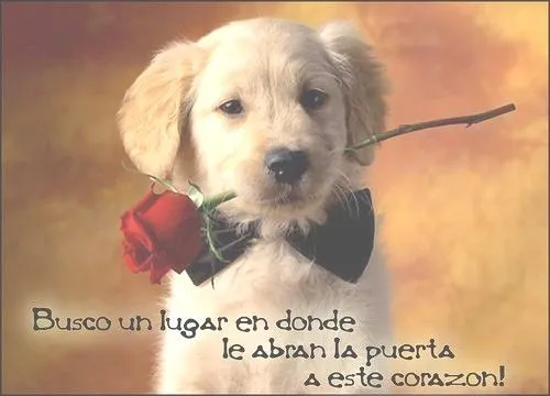 Reservorio de ternura: Ternura de cachorro igual a mi perro cuando ...