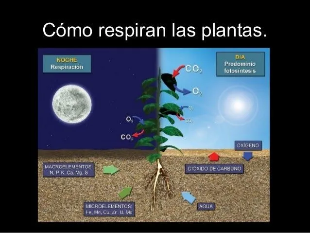 La respiracic3b3n-de-las-plantas