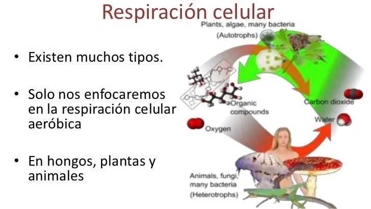 respiracin-3-728.jpg?cb=1347456424