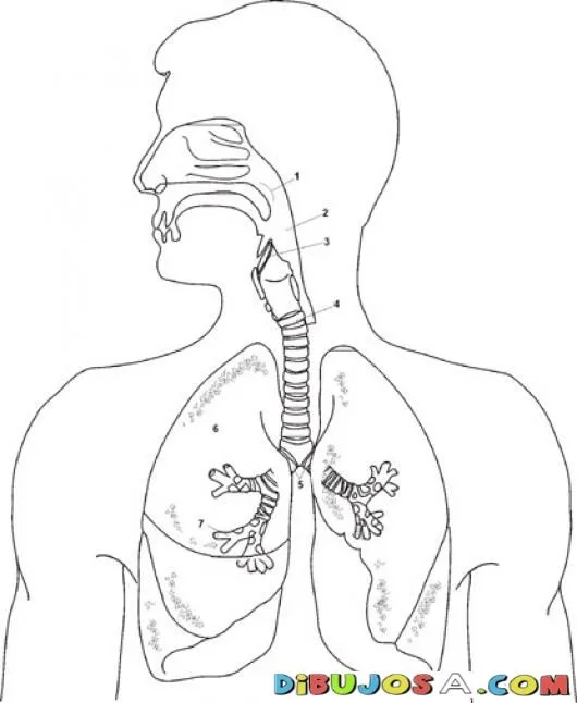 la respiracion | Edutech