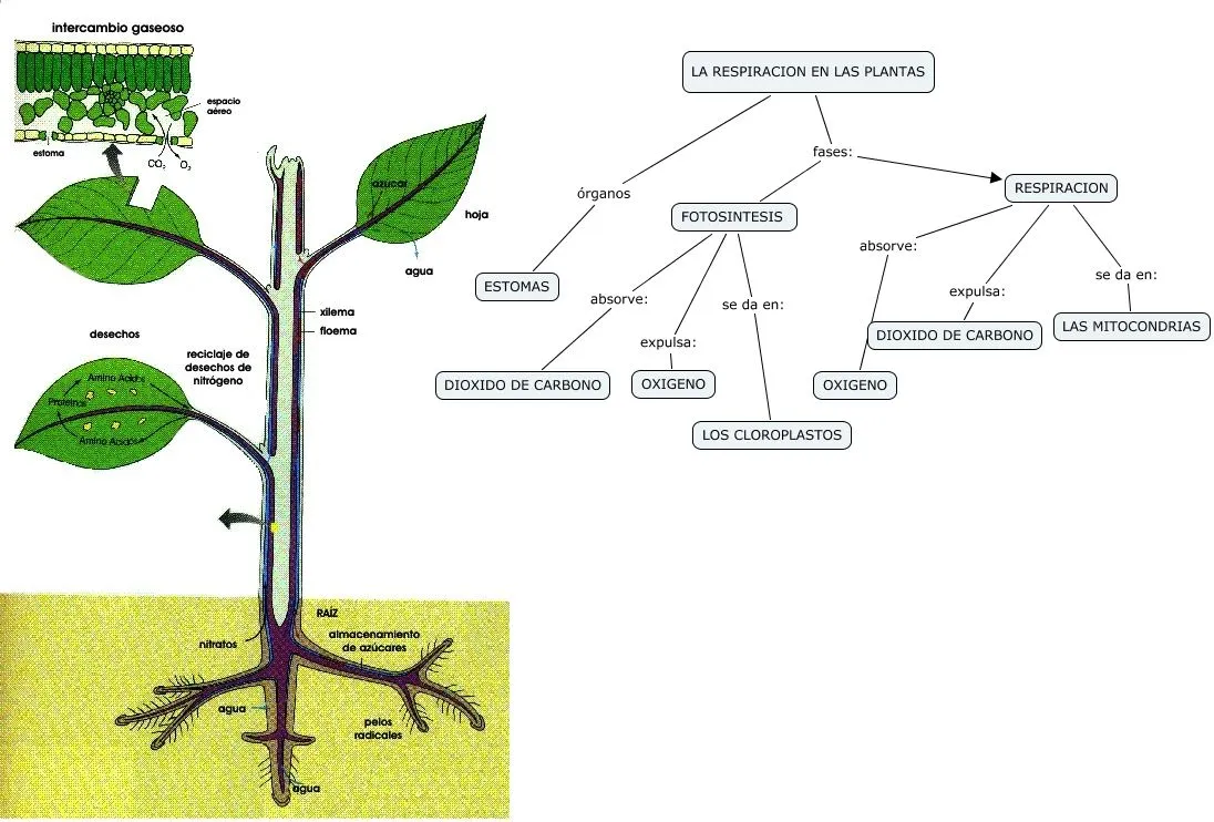 ... respiracion expulsa dioxido de carbono la respiracion en las plantas ... respiracion expulsa dioxido de carbono la respiracion en las plantas