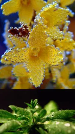 Respiracion de las plantas: intercambio gaseoso Respiracion de las plantas: intercambio gaseoso