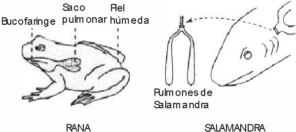 La Evolución de los Animales Vertebrados: noviembre 2007 La Evolución de los Animales Vertebrados: noviembre 2007