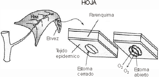 Respiración Vegetal y Aparato Respiratorio Animal - Monografias.com Respiración Vegetal y Aparato Respiratorio Animal - Monografias.com