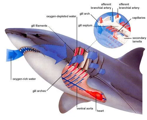 Como respiran los tiburones? | TIBURONPEDIA Como respiran los tiburones? | TIBURONPEDIA