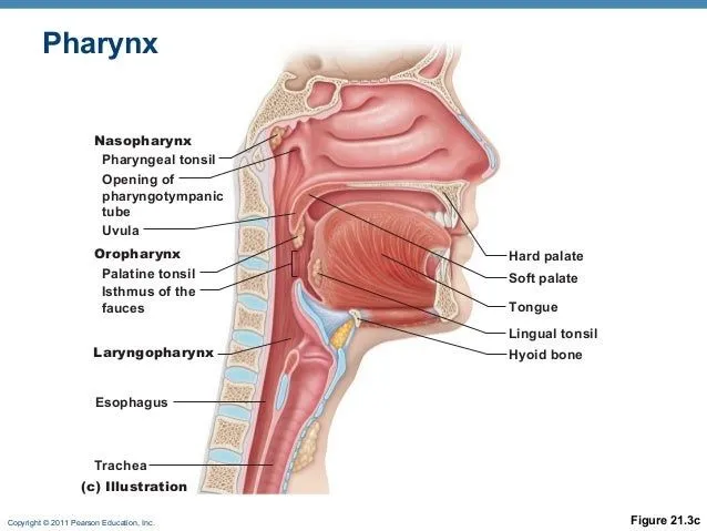 Respiratory anat online