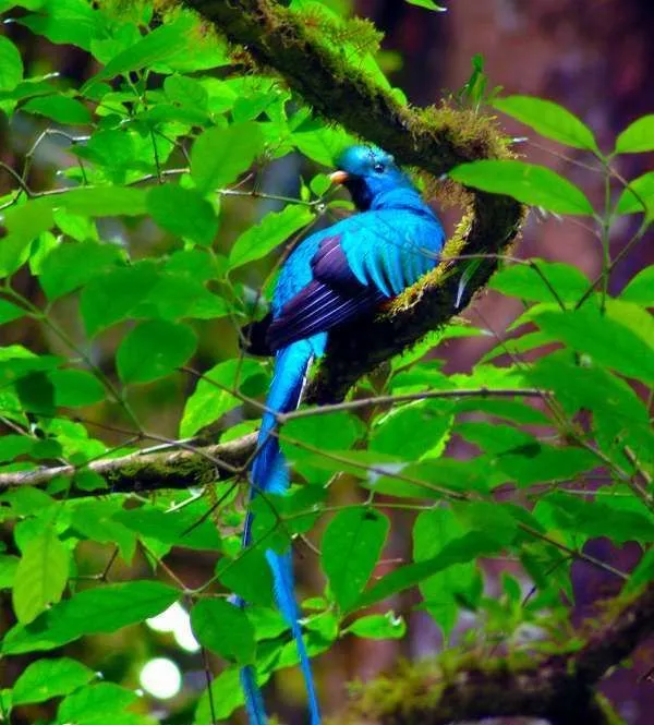 Resplendent Quetzal - The Daily Croissant