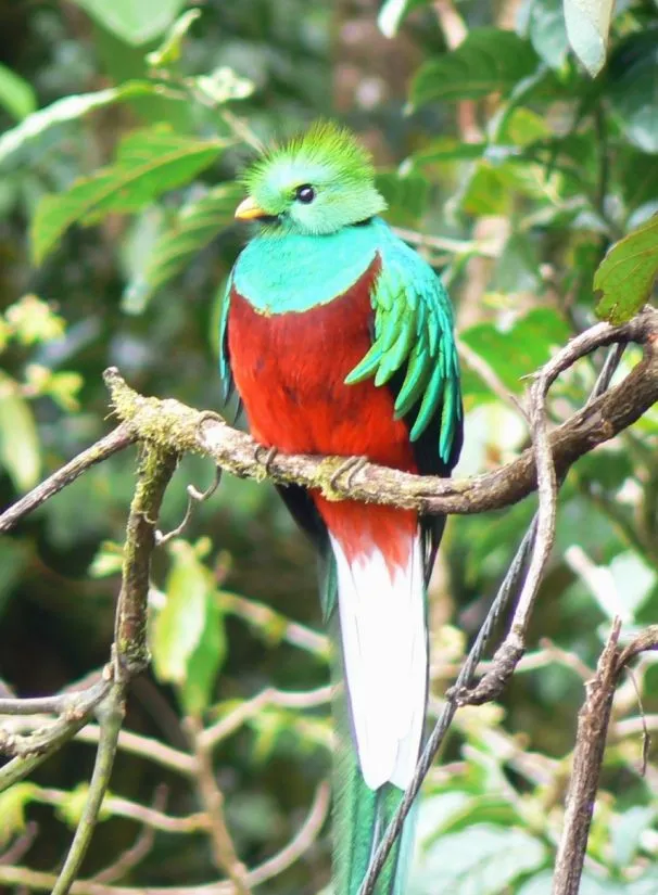 Resplendent quetzal - Wikipedia, the free encyclopedia