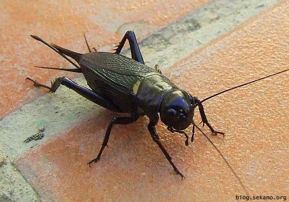 Todo tiene su respuesta: ¿Qué tienen que ver los grillos con el ... Todo tiene su respuesta: ¿Qué tienen que ver los grillos con el ...