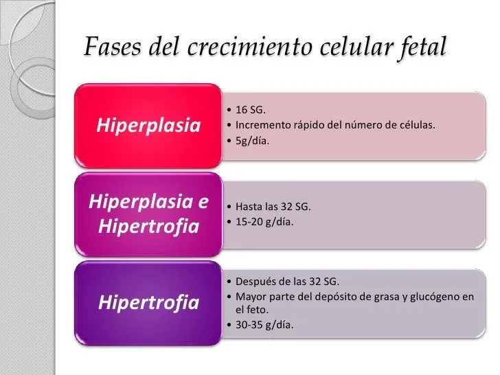 restriccin-del-crecimiento- ...