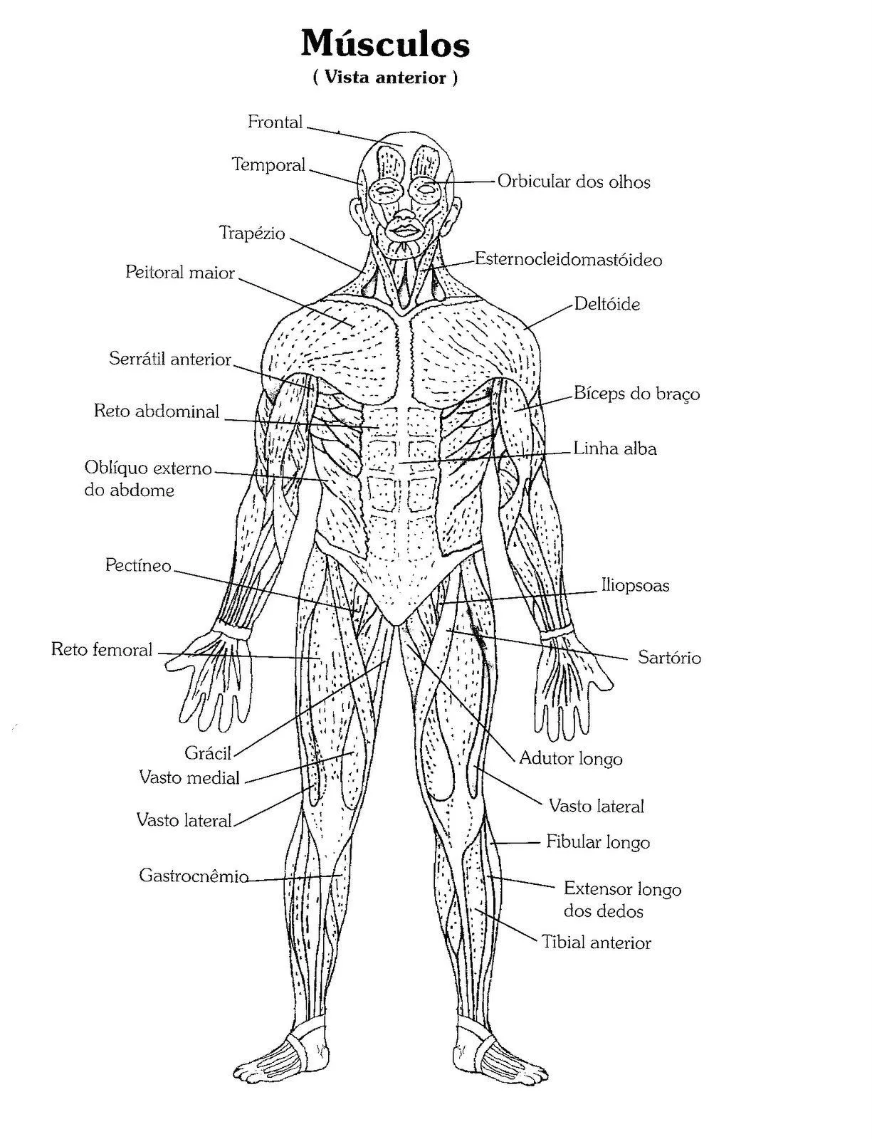 Resultado de imagen para anatomia musculos para colorear | Corpo humano para colorir, Atlas do corpo humano, Corpo humano Resultado de imagen para anatomia musculos para colorear | Corpo humano para colorir, Atlas do corpo humano, Corpo humano