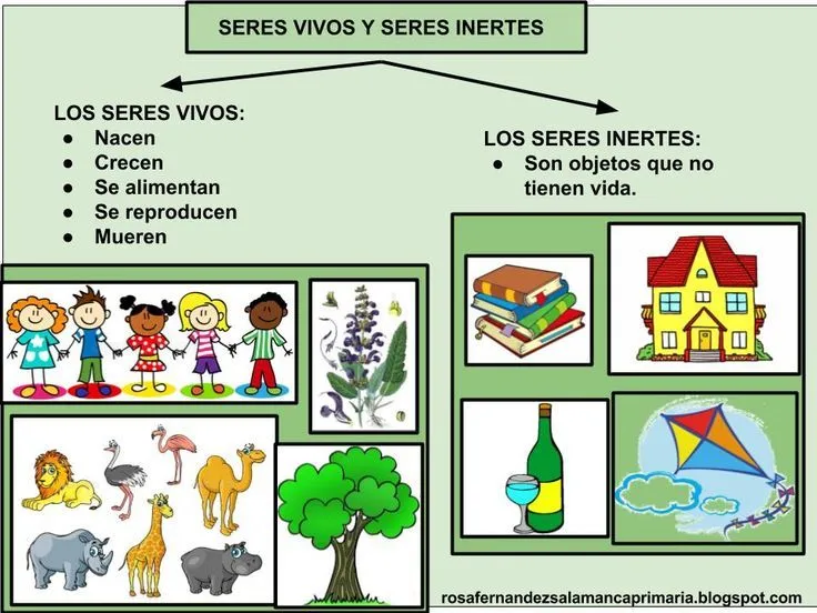 Resultado de imagen para dibujos seres vivos y seres inertes | Seres vivos  e inertes, Clasificacion de seres vivos, Seres vivos