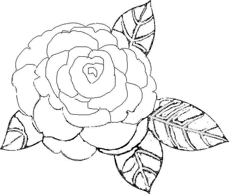 Resultado de imagen para rosas para colorear | Bordado | Pinterest ... Resultado de imagen para rosas para colorear | Bordado | Pinterest ...