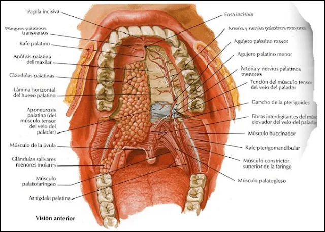 Resumen: Histologia del tubo digestivo | Ciencias Medicas