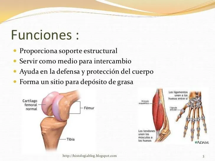 resumen-tejido-conectivo-3-728 ...