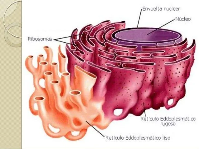 Reticulo endoplasmico rugoso y liso Reticulo endoplasmico rugoso y liso