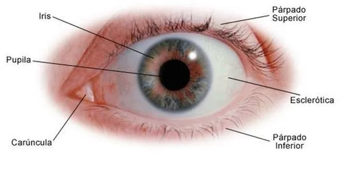 Retoque con naturalidad: Ojos. | Fotografia para principiantes Retoque con naturalidad: Ojos. | Fotografia para principiantes