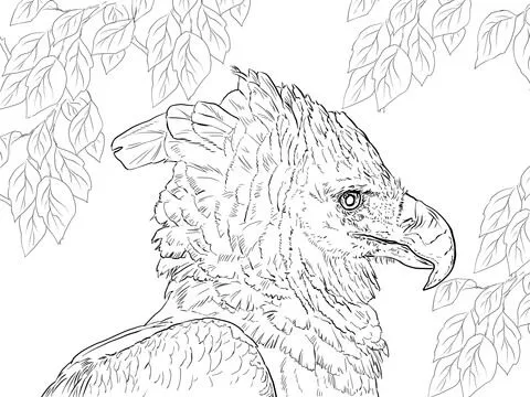 Retrato de águila harpía dibujo para colorear | SuperColoring.com Retrato de águila harpía dibujo para colorear | SuperColoring.com